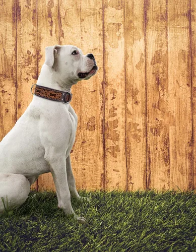 Vista 4 de Angel Pet Supplies - Collar de cuero genuino para perro San Antonio, perfecto para perros medianos, grandes y XL, hebilla de acero inoxidable, cuero