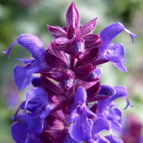 Vista 7 de Salvia de jardín (Salvia Officinalis) Hierbas sin OMG para plantar