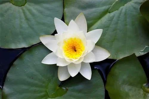 Vista 2 de 10 White Lotus Nymphaea Ampla Asian Water Lily Pad Flower Pond Seeds *Peines/H
