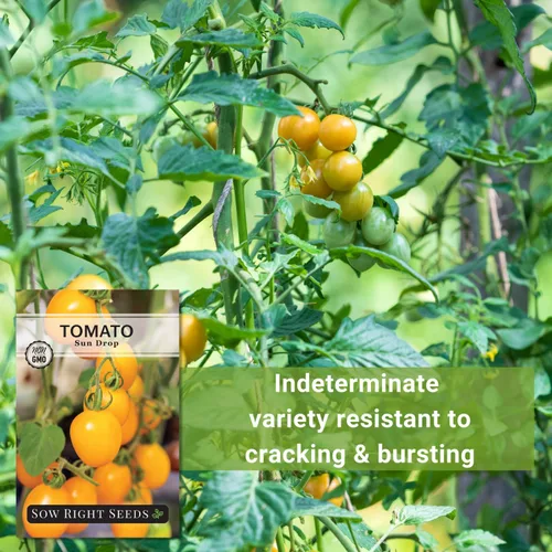 Vista 5 de Sow Right Seeds - Semillas de tomate Sun Drop para plantar - Variedad indeterminada sin OMG - Ideal para jardines al aire libre - Fácil de cultivar