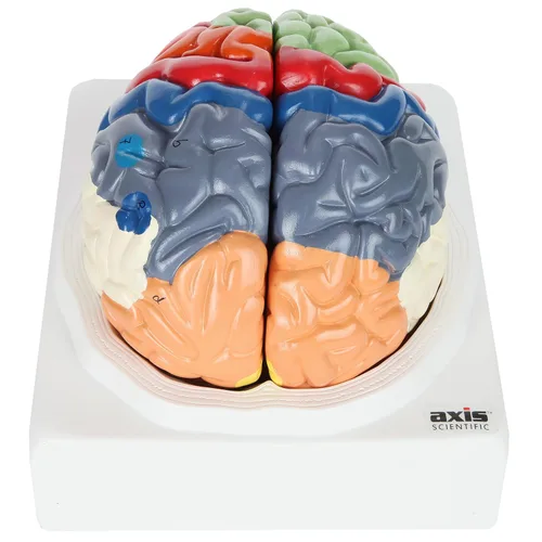 Vista 9 de Axis Scientific cerebro humano con regiones rotuladas, tamaño real. Incluye manual colorido del producto (idioma español no garantizado), base