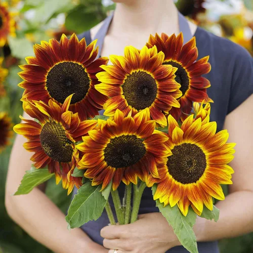 Vista 12 de Eden Brothers Semillas de girasol - Autumn Beauty