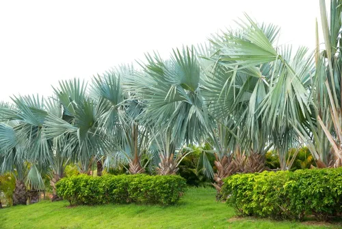 Vista 2 de Fan Palm - Semillas de árbol bonsái - 10 semillas para plantar