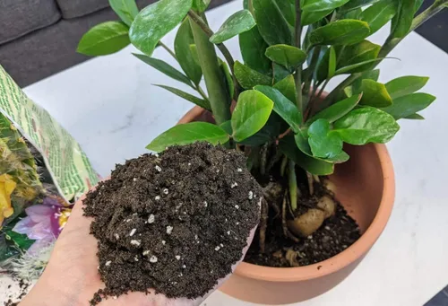 Vista 2 de Eleva tus plantas ZZ con la mezcla orgánica de tierra de Gardenera - Cultiva más saludable y más elegancia - 1 cuarto de galón