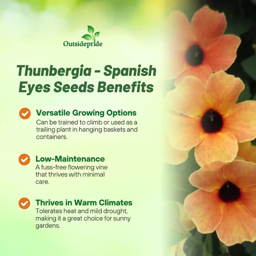 Vista 3 de Outsidepride Spanish Eyes Thunbergia Black Eyed Susan Seeds - 10 semillas anuales de flores de vid trepadoras para plantar flores de oro melocotón