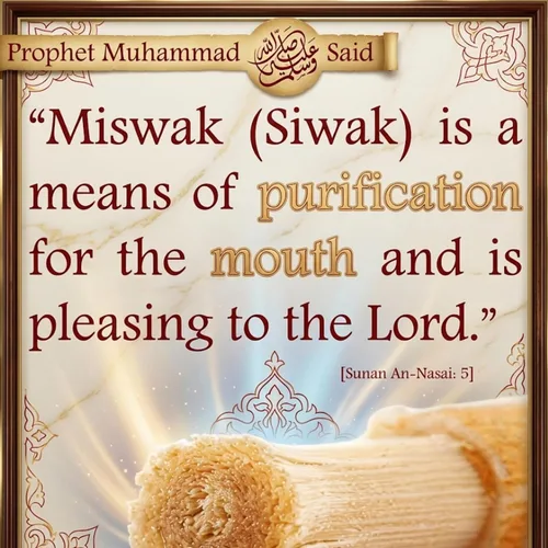 Vista 4 de AnNafi® Siwak Miswak Stick Meswak Arak Peelu - Palo de masticar con sabor natural, cepillo orgánico sellado al vacío, cepillo de dientes de hierbas