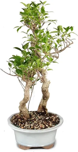 Vista 2 de Brussel's Bonsai - Árbol bonsái para interiores, M Live Ficus - Árbol bonsái de interior, maceta de cerámica, 7 años, fácil cuidado, listo