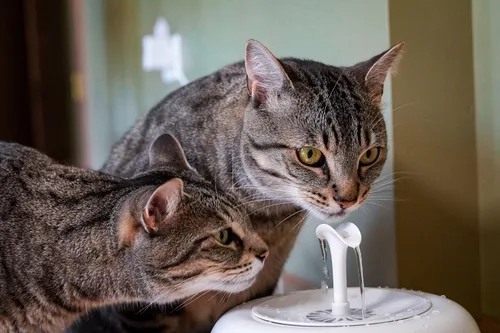 Vista 6 de IntelliLeash PURRoducts Purrfect - Fuente de agua para gatos y perros pequeños con filtro de 5 capas de primera calidad que dura hasta dos meses.