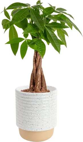 Vista 10 de Costa Farms Árbol del Dinero Planta Viva en Maceta Decorativa, Purificadora de Aire para Interiores, Perfecta para Decoración de Hogar, Habitación u
