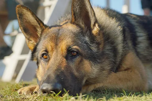 Vista 3 de Megan Leavey Blu-ray