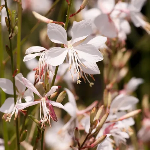 Vista 2 de Más de 300 semillas de flores Gaura para plantar flores perennes de Gaura de larga duración, altamente atractivas para los polinizadores