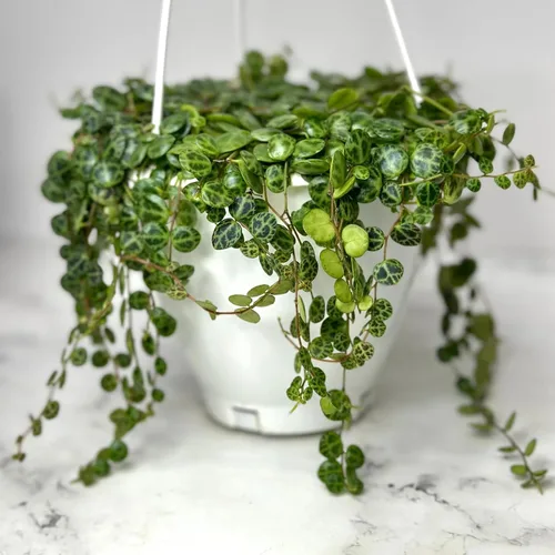 Vista 9 de Peperomia Ecuador Live Plant - Pet-Safe Indoor Decor