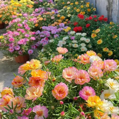 Vista 7 de 10000 semillas mixtas de musgo rosa - HOA Mười Giờ - también conocidas como Portulaca Grandiflora Mix, Moss-Rose Purslane, Once en punto, tolerantes