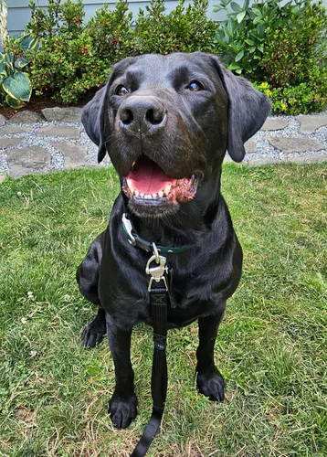 Vista 2 de Correa de perro resistente de 6 pies – Broche de liberación rápida, mango Dyneema, impermeable, 316 inoxidable, hecho a mano en Estados Unidos Negro