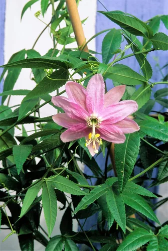 Vista 4 de 10 semillas de plátano maracuyá rosa pasiflora mollissima piel amarilla pulpa naranja vid