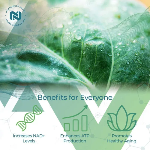 Vista 3 de Nootropics Depot NADH + Chlorella vulgaris (células rotas) cápsulas de 400 mg Dinucleótido de adenina de nicotinamida de 20 mg Clorofila 10 mg