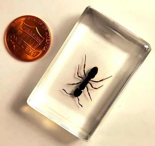 Vista 2 de 44mm Hormiga gigante tropical real en resina de lucita transparente cristalina, espécimen preservado Pseudoneoponera Rufipes, taxidermia