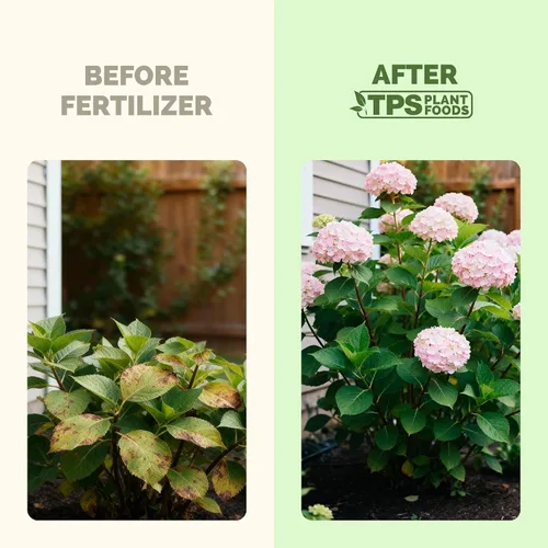 Vista 3 de Fertilizante de hortensias: alimento líquido para plantas para flores más grandes, color rico de flores y desarrollo de raíces más fuerte, 8 onzas