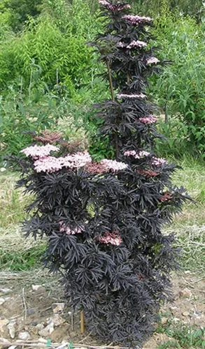 Vista 2 de Laced Up® Saúco - Maceta de 4" - Sambucus - Ganadores Probados