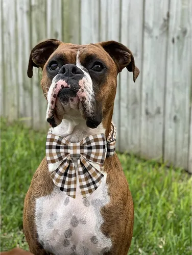 Vista 115 de Unique style paws - Collar para perros con corbatín, collar ajustable para perros y gatos, pequeño, mediano y grande