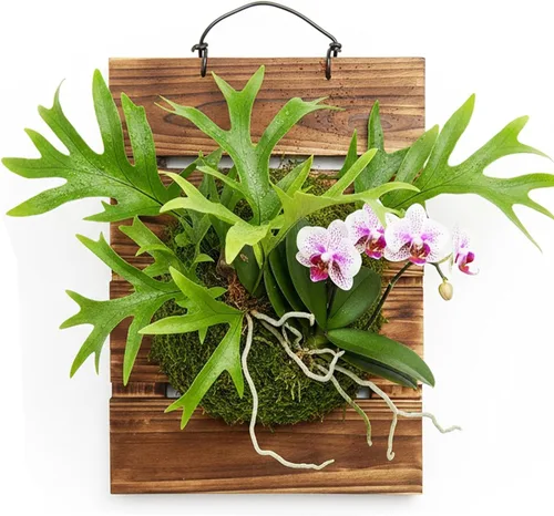 Vista 4 de Kit de tablero de montaje para helecho Staghorn Dranvosk, maceta de pared de madera, soporte colgante para plantas verticales, Platycerium