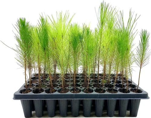 Vista 3 de Plantas de Pino Loblolly 3 Plántulas Vivas Pinus Taeda Árbol Perenne de Crecimiento Rápido para Paisajismo Plantas Ideales para Espacios