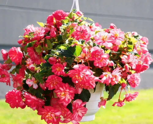 Vista 7 de Más de 100 semillas de flores de begonia rosa sin parar, ornamentales fáciles de cultivar semillas de flores