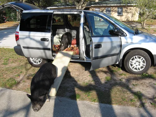 Vista 6 de Petstep Rampa plegable auténtica para mascota, KhakiBeige