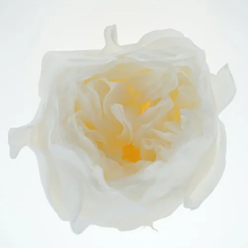 Vista 7 de Cabeza de flor fresca preservada de rosas Austin, 1.6-2 pulgadas cada una, 8 piezas