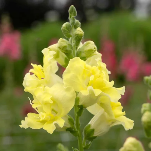 Vista 28 de Eden Brothers Snapdragon Seeds - Manzana