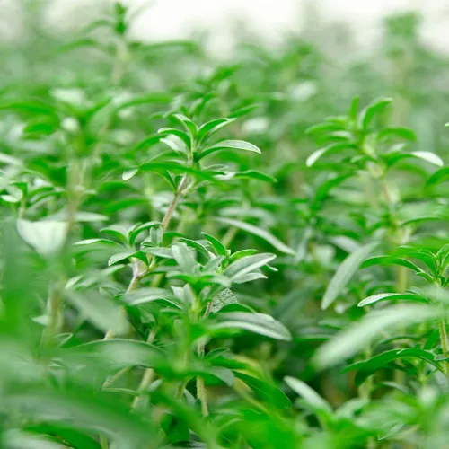 Vista 7 de Outsidepride Summer Savory Seeds - Semillas anuales de hierbas culinarias para plantar con hojas aromáticas, tolerantes a la sequía y compactas
