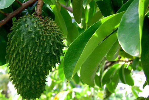 Vista 4 de Graviola de hojas de guanábana - Hojas de té de hierbas secas premium Annona Muricata Infusión de bienestar natural