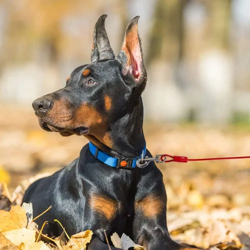 Vista 8 de BV Cable de amarre para perros de 30 pies – Cable resistente para perros de hasta 125 libras – Reflectante y libre de óxido con clips giratorios