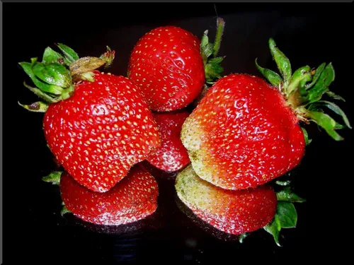 Vista 4 de Semillas Fresca Gigante Fresca - Frutas Perennes para Plantar - Sin OGM