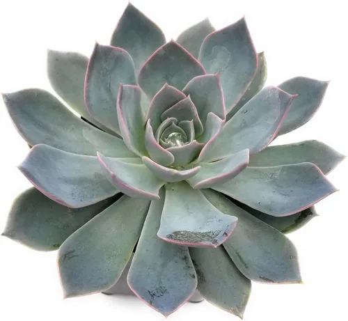 Vista 11 de Fat Plants San Diego Live Echeveria Planta Suculenta Híbrida, Lola