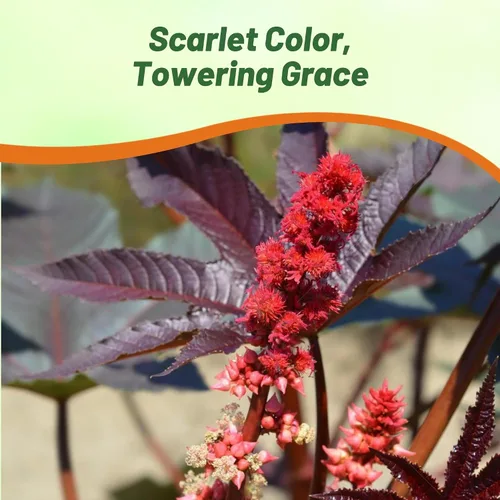 Vista 6 de Outsidepride Semillas de ricino rojo brillante, 15 semillas anuales de flores tropicales de crecimiento rápido para plantar follaje vibrante
