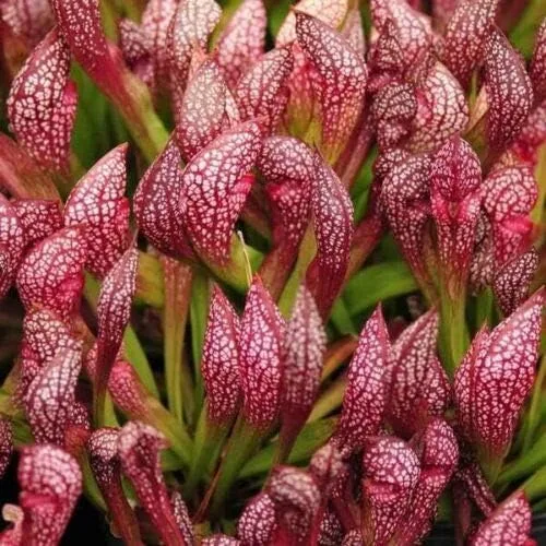 Vista 2 de Planta de jarra carnívora viva Sarracenia x 'Scarlet Belle' - Rizoma de raíz desnuda