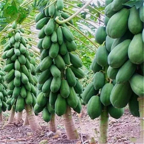 Vista 2 de CHUXAY GARDEN Semillas de papaya enana 20 semillas de árboles frutales dulces La jardinería crece en solo semanas de bajo mantenimiento
