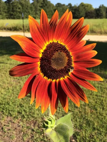 Vista 5 de Semillas Moulin Rouge Girasol Ornamental Rojo Flores Anuales