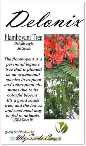 Vista 4 de Delonix regia (árbol extravagante), 5 pétalos arrugados en forma de cuchara, flores de color rojo brillante, elige la cantidad (1 unidad)