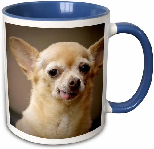 Vista 10 de 3dRose Taza de café, tamaño – 15 oz – Perro Chihuahua sin dientes, Santa Fe, Nuevo México – US32 JMR0502 – Julien McRoberts Dogs – divertido regalo