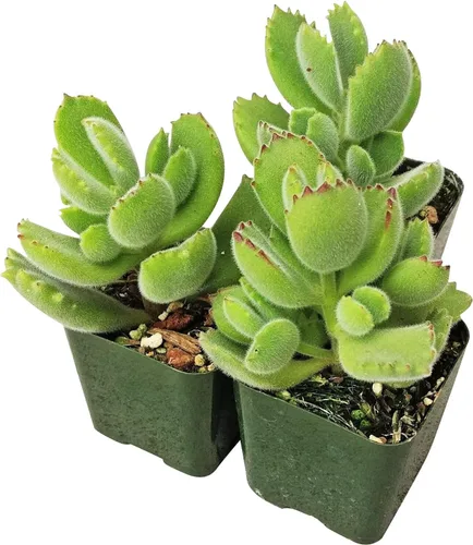 Vista 4 de Cotyledon Tomentosa - Suculenta de pata de oso Cuidado de la suculenta 2 pulgadas Cotyledon Tomentosa Pata De Oso
