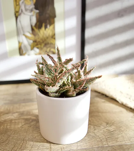 Vista 9 de Plantas suculentas de aloe vivo (paquete de 3), plantas suculentas viven en tierra para macetas, plantas suculentas en maceta, plantas vivas