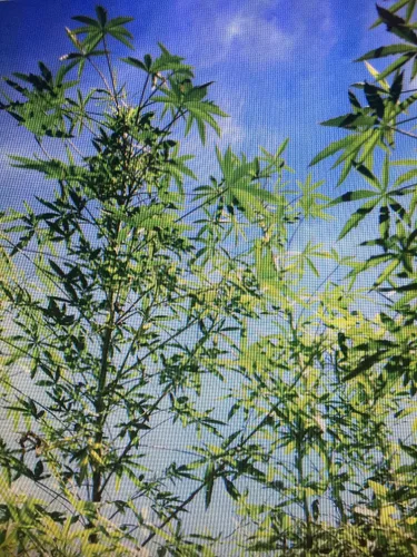 Vista 3 de 1240-False Kenaf Hibiscus (Malvaceae cannabinusL) Semillas de Robsrareandgiantseeds UPC0764425789239 Sin OMG, orgánico, cultivador estadounidense