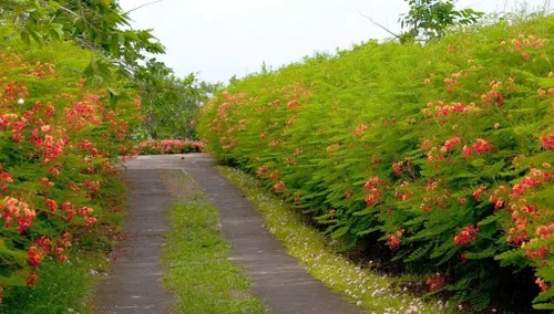 Vista 2 de Caesalpinia pulcherrima, Enano Floreciente Poinciana Orgullo de Barbados - 10 Semillas