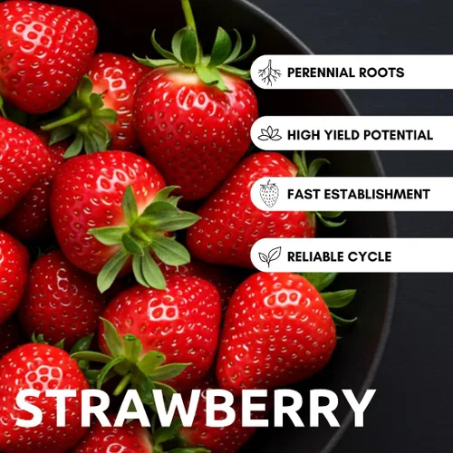 Vista 2 de Albion Everbearing Strawberry Plants - Fruta muy firme, dulce, de alto rendimiento (20 plantas) no se puede enviar a California.