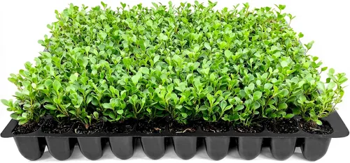 Vista 9 de Bojín de Wintergreen 1 planta de tamaño de galón grande Buxus Microphylla Arbusto perenne, follaje denso, jardín formal, bajo mantenimiento