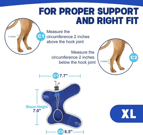 Vista 4 de Muñuelos para perros para hiperflexión de falanges causada por daño del nervio ciático y deformidad flexional carpiano - Correas de bloqueo dobles