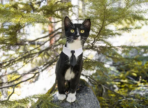 Vista 7 de Esmoquin para gatos, traje ajustable de Koolmox con lazos formales y corbatas para mascotas, corbata negra para niños pequeños y medianos, gatos