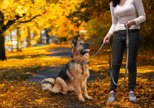 Vista 7 de Tuff Pupper Correa reflectante extrema para perros, resistente de doble asa para sostener perros fuertes, refleja para paseos nocturnos seguros